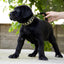 The "Maxi" collar