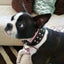 ''Diamond'' collar