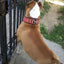 The "Star" Set- collar & leash