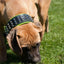 The "Stud" dog collar