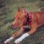 The "Star" Set- collar & leash