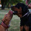 The "Star" Set- collar & leash
