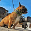 The "Stud" dog collar