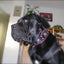The "Eros" collar 2.5 inch wide black & red
