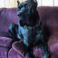 "Maximus Silver" BIG dog SET- Harness - collar - lead. Black