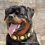The "Maximus" collar 2.5 inch wide black & gold