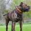 The "Eros" collar 2.5 inch wide Brown