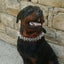 The "Steel" collar