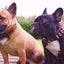 The "Bowtie" collar brown