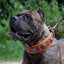 The "Eros" collar 2.5 inch wide Brown