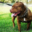 The "Big Boy" collar