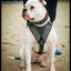 "Star" harness