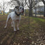 The "Maximus" collar 2.5 inch wide black & silver