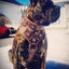 The "Aztec" big dogs harness BROWN