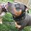 The "Maximus Silver" leash