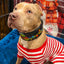 The Grinchmas Limited Collar