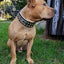 The "Metal" collar- personalized!