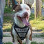 The "Metal" harness- Personalized!