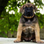 The "Superstar" puppy dog collar