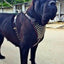 The "Gladiator" harness