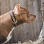 The Leopard Collar