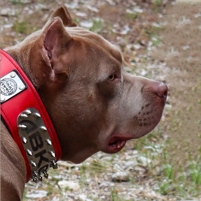 The ABKC Collar