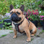 The "Rocky" studded leather harness Small to Medium Size
