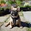 The "Rocky" studded leather harness Small to Medium Size