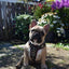 The "Rocky" studded leather harness Small to Medium Size