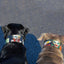 The Joker Limited Collar