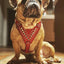 ''Star'' Harness Small to Medium size