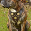 The "Maximus" brown harness