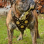 The "Maximus" brown harness