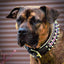 The Candy Dog Collar Black