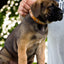 The "Superstar" puppy dog collar