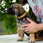 The "Superstar" puppy dog collar