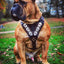 The "Steel" harness