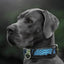The ''Morelia Python'' collar