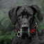 The ''Red Dragon'' collar