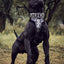 "Hektor" collar
