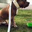The "Maximus" leash white & gold
