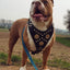 The "Maximus" harness black & gold