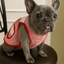 🇲🇽 Dogñitas – The Abuelita Mandil for Your Pup 🐶