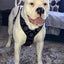 The "Maximus" silver harness