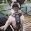 The ''Bijou'' harness Black & Pink Small to Medium Size