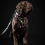 The ''Ariel'' harness