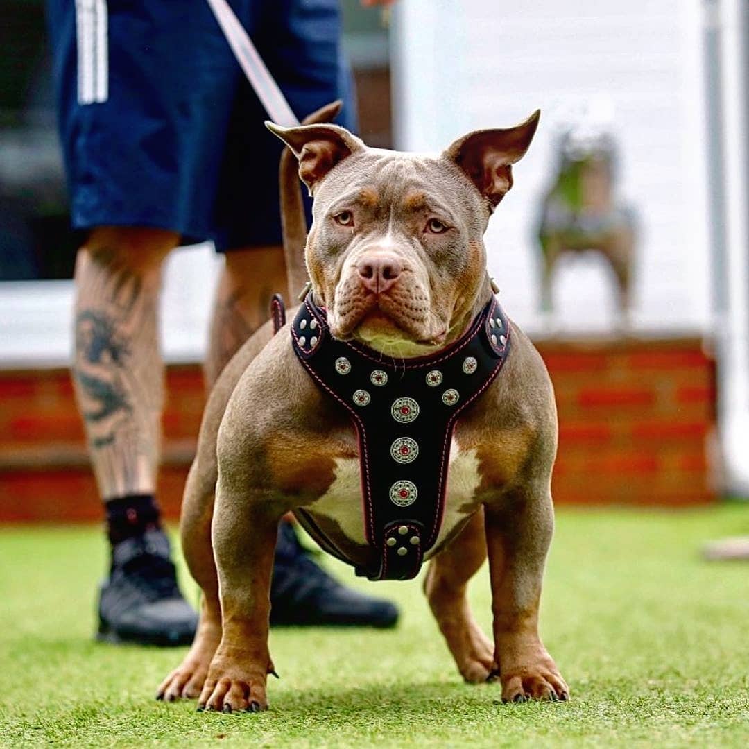 ''Bijou'' harness Black & Pink for big dogs