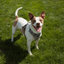Magnetic Dog Harness - One-Hand Clip, No-Pull Design