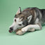 BetterBone MEDIUM Durability CHEW TOY: Perfect Chew for Everyday Chewers | Naturally Derived Ingredients, Eco-Friendly, Non-Toxic