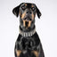 The "Stud" dog collar